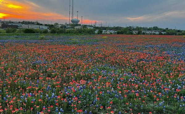 A field of bluebonnets and Indian paintbrush under open Hill Country sky in the Liberty Hill corridor, 78642