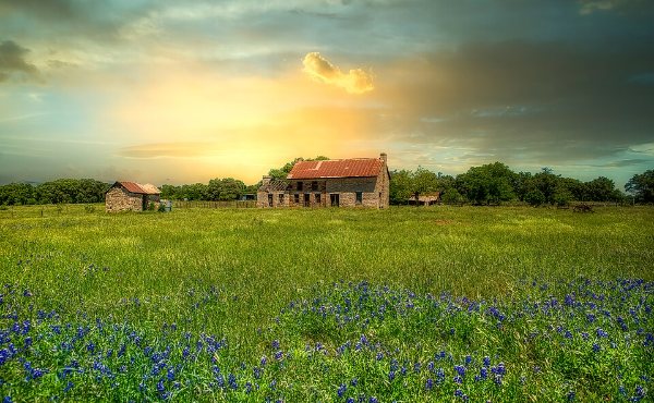 Bluebonnets in front of a weathered stone farmhouse in the Marble Falls, TX Hill Country, spring in the 78654 area