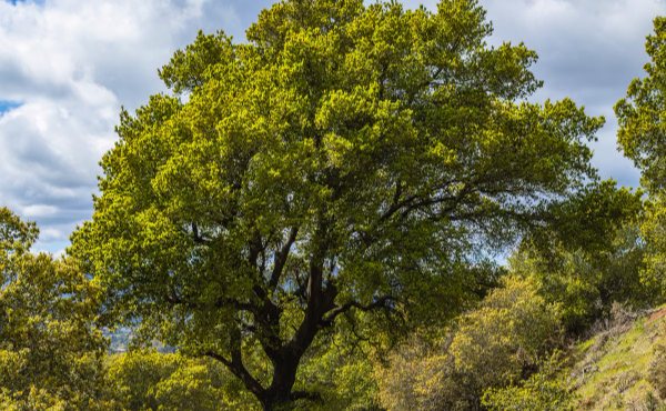 A broad live oak canopy of the kind that shades the established streets of Northwest Hills 78750 in Austin, TX
