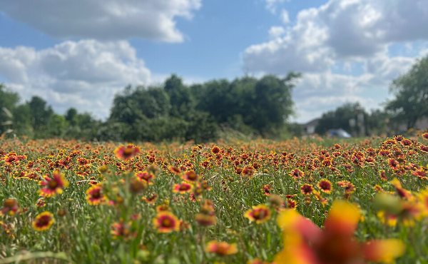 An open wildflower field on the edge of Pflugerville, TX, the fast-growing 78660 suburb northeast of Austin
